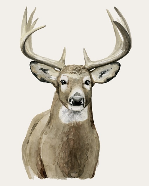 Handsome Whitetail II