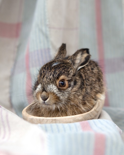 Baby Rabbit IV