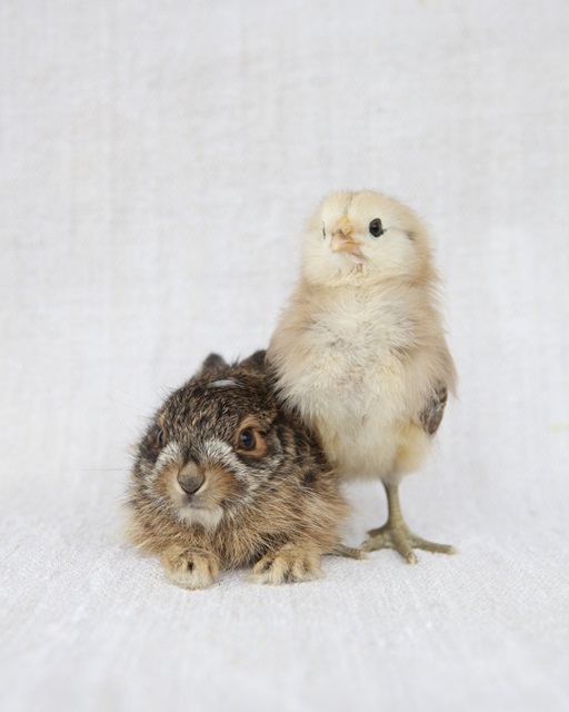 Chick & Baby Rabbit