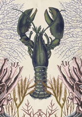 Antiquarian Menagerie Collection B