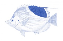 Blue & White Tropical Fish I