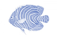 Blue & White Tropical Fish II