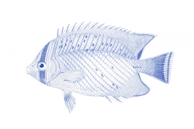 Blue & White Tropical Fish III