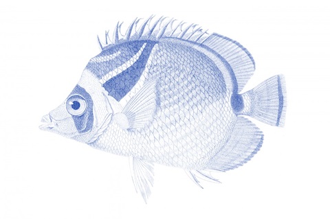 Blue & White Tropical Fish IV