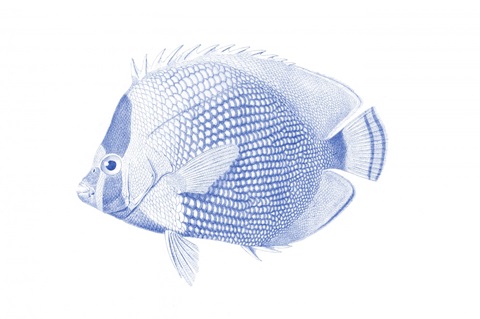 Blue & White Tropical Fish VI