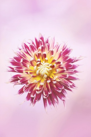 Exotic Flower Burst I