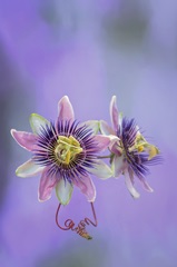 Exotic Flower Burst II