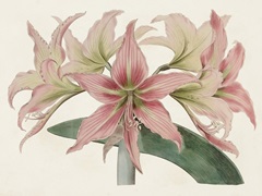Amaryllis Varietals I