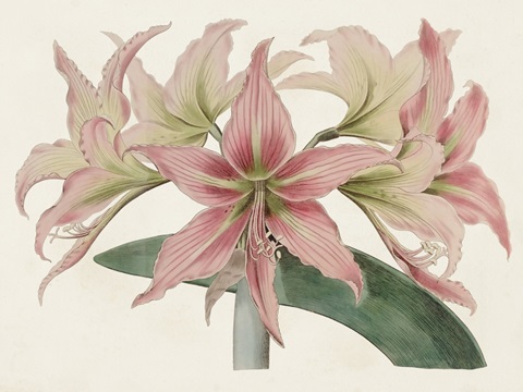 Amaryllis Varietals I