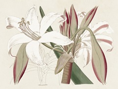 Amaryllis Varietals II