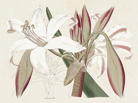 Amaryllis Varietals II