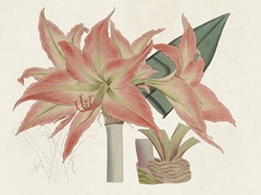 Amaryllis Varietals III