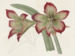 Amaryllis Varietals IV