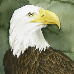 Bald Eagle Stare I