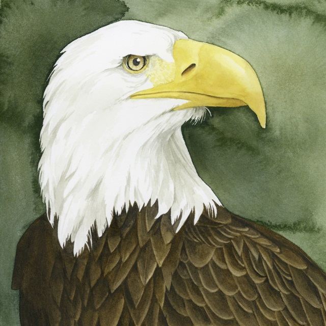 Bald Eagle Stare I