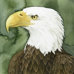 Bald Eagle Stare II