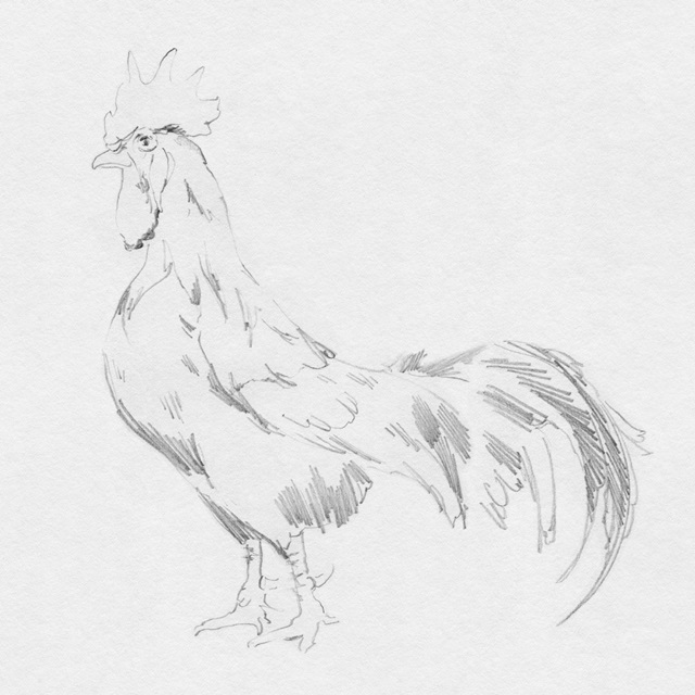 Big Rooster Sketch II