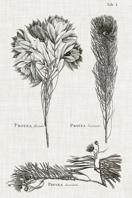Black & White Protea on Linen I