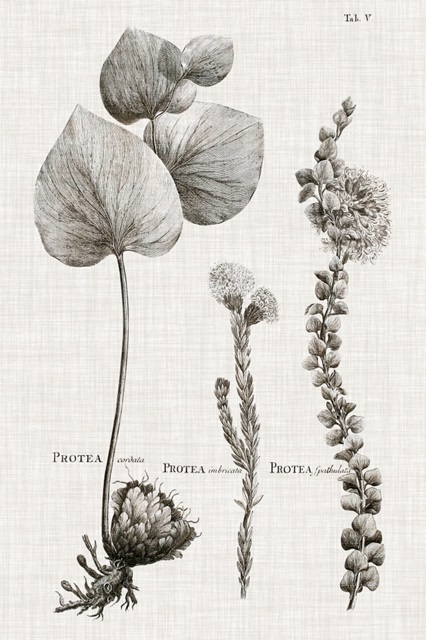 Black & White Protea on Linen II