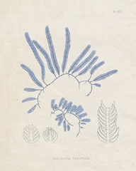 Blue Marine Algae II