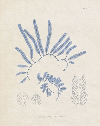 Blue Marine Algae II