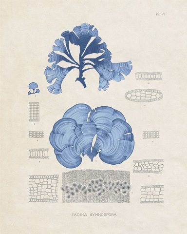 Blue Marine Algae IV