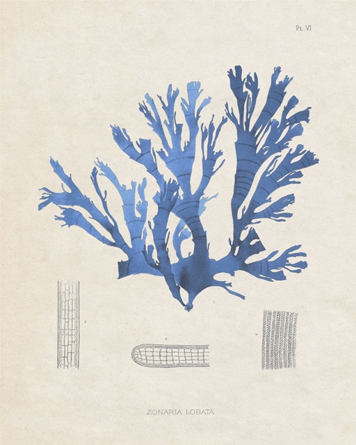 Blue Marine Algae IX