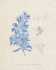 Blue Marine Algae VI