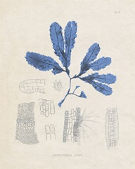 Blue Marine Algae VII