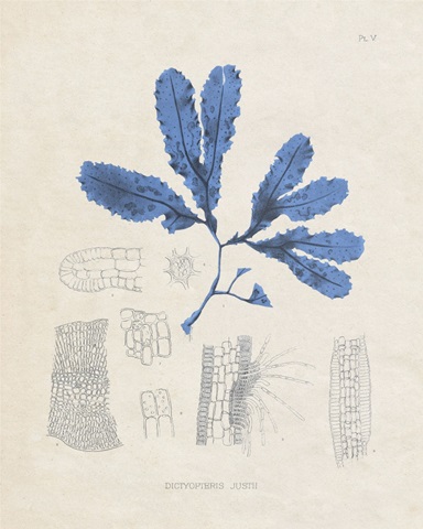 Blue Marine Algae VII