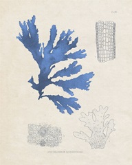 Blue Marine Algae VIII