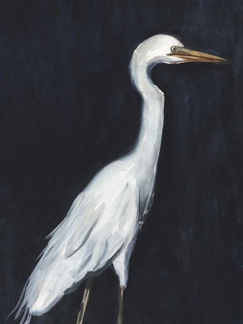 Calm Great Egret II