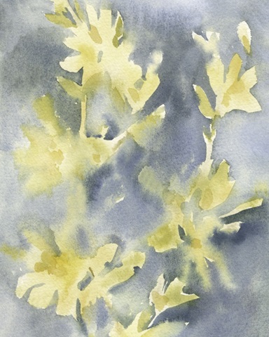 Forsythia Blooms II