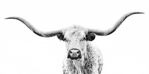 Longhorn Gaze