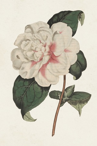 Pink Floral Mix VIII