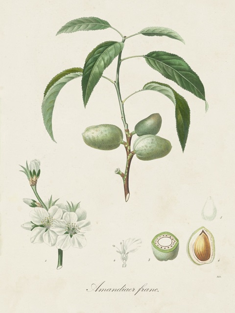 Antique Almond Botanical I