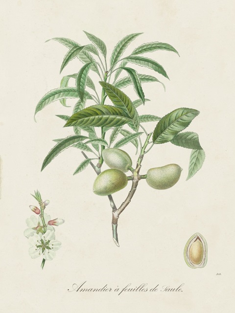 Antique Almond Botanical II