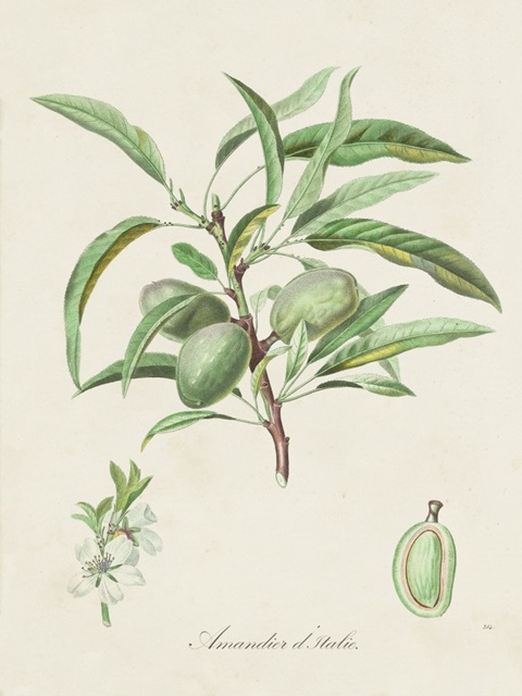 Antique Almond Botanical III
