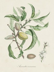Antique Almond Botanical IV