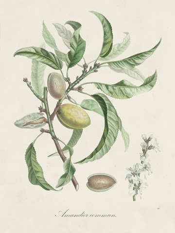 Antique Almond Botanical IV
