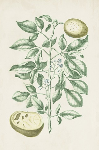 Buchoz Tropicals III