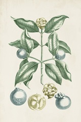 Buchoz Tropicals VII