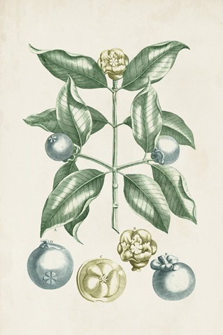 Buchoz Tropicals VII