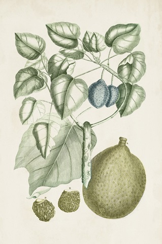 Buchoz Tropicals VIII