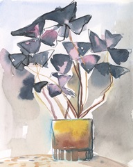 Oxalis in Vase II