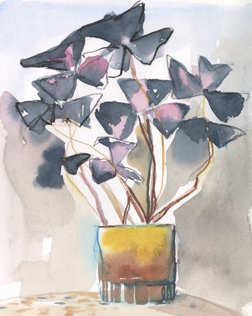 Oxalis in Vase II