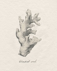 Shore Treasure Study II