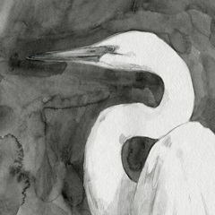 Solemn Egret IV