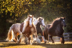 Sunlit Horses III