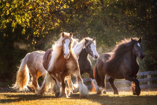 Sunlit Horses III